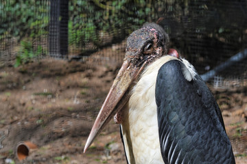 Stork 