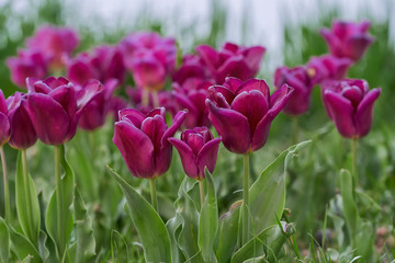 Naklejka premium Tulipany w kolorze burgund