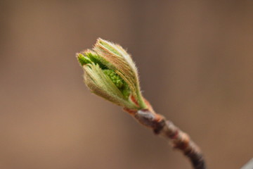 Macro close-up young beautiful green leaves blooming from buds on a branch. Spring concept. Natural background.