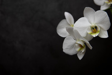 Naklejka na ściany i meble Branch of blooming white orchid, darj background