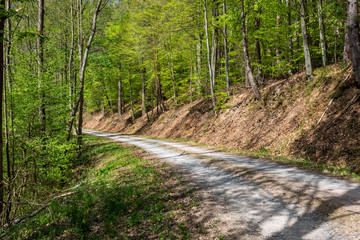 Road in the forest of Odenwald in Germany on a sunny day. Drive into the woods.