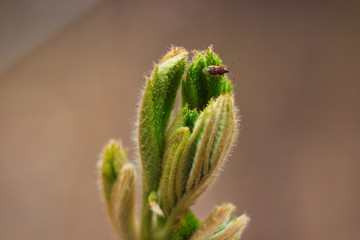 Macro close-up young beautiful green leaves blooming from buds on a branch. Spring concept. Natural background.