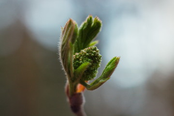 Macro close-up young beautiful green leaves blooming from buds on a branch. Spring concept. Natural background.