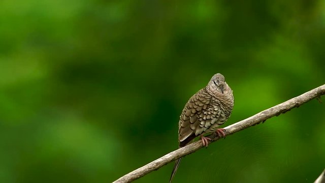 Bird Inca Dove/Columbia inca/Rolinha