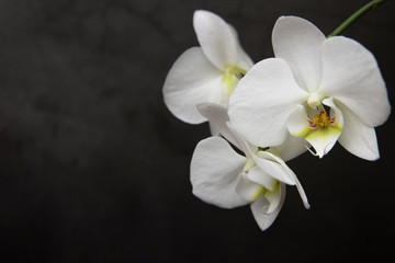 Fototapeta na wymiar Branch of blooming white orchid, darj background