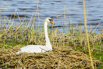 A swan in its nest on a lake in Liepaja, Latvia
