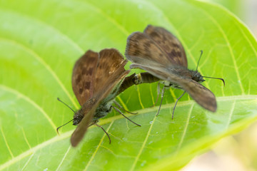 insecto
