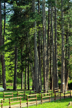 High pine trees along the footpath in the park on the Ozren Mountain, Serbia