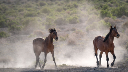 Two Mustangs Running Free in a Cloud of Dust