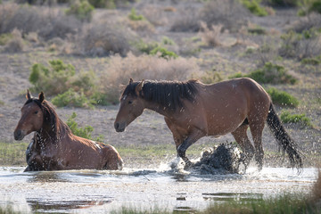 Two Mustangs Bathing in Pond