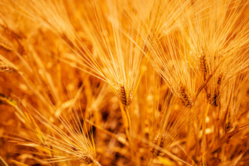 Beautiful golden barley field