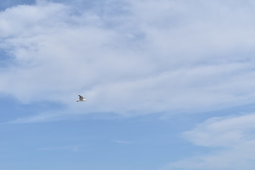 Fototapeta na wymiar Seagull in the Beach