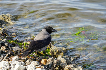 The gray crow sits on the shore of the lake