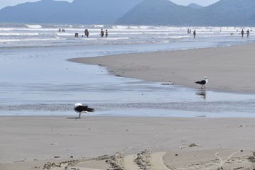 Seagull in the Beach