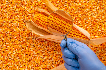Scientist examining quality of harvested corn seed kernels - obrazy, fototapety, plakaty