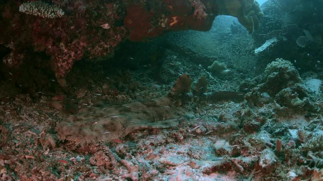 Tasselled Wobbegong on a coral reef. South Raja Ampat dive site Sawandorek 4k footage