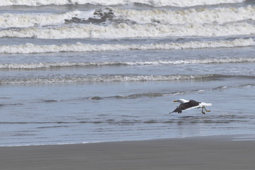 Seagull in the Beach