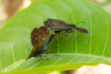 insecto