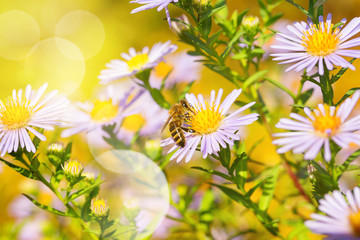 Biene auf Blüte im Garten