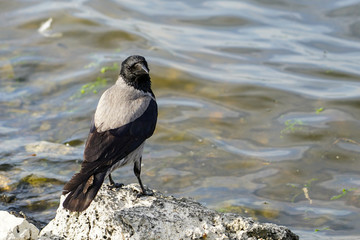 The gray crow sits on the shore of the lake