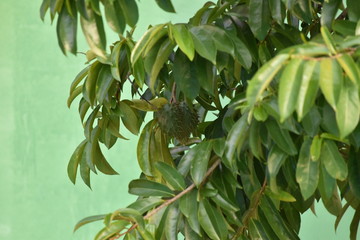 Graviola Annona Fruit and Flower Tree