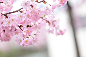 Bee at cherry blossom