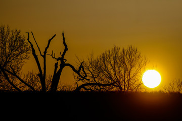 Sunset in the meadow