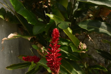 Red Flower in the Garden