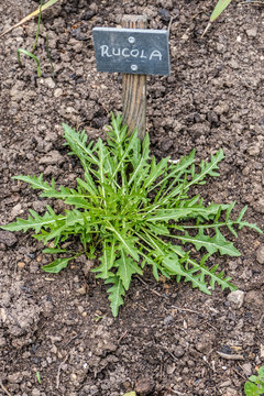 Rucola im kr&auml;utergarten
