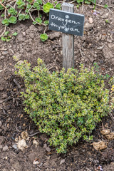 Thymian Sorten im Kräutergarten