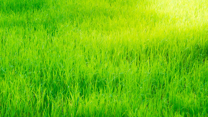 Green rice field under sunlight ,countryside landscape background