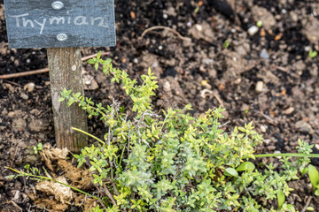 Thymian Sorten im Kräutergarten