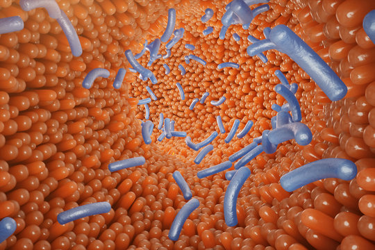 Intestinal villi, mucosa intestinal. Bacteria and microbes in intestines. Microscopic villi and capillary. Human intestine, chronic disease. Hepatitis viruses, influenza, cell infections, 3D Rendering
