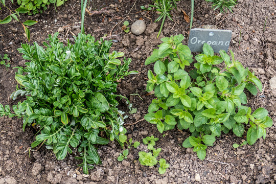 Kr&auml;utergarten