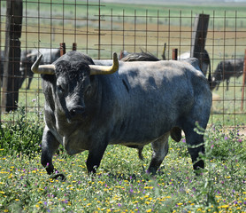 toro en españa