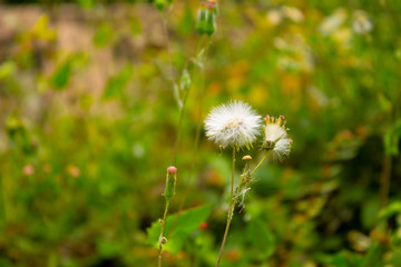Dientes de leon y flores rojas entre las plantas © Paco