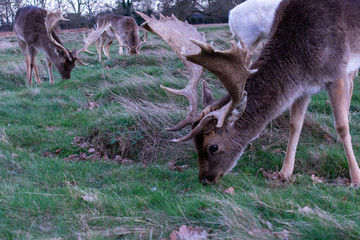 Deer Eating Grass In Wildlife