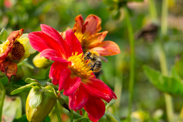 Biene auf Blüte von Dahlie ,  Bestäubung