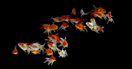 Goldfish carassius auratus black background
