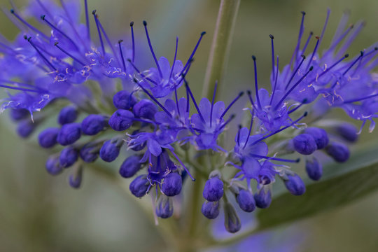 Bartblume (Caryopteris clandonensis), Close-up