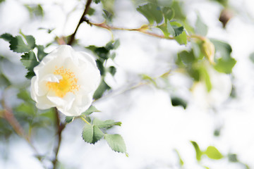 Kleine weiße Rose, unscharfer Hintergrund