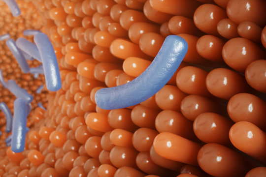 Intestinal villi, mucosa intestinal. Bacteria and microbes in intestines. Microscopic villi and capillary. Human intestine, chronic disease. Hepatitis viruses, influenza, cell infections, 3D Rendering