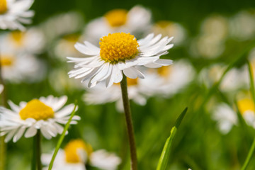Obraz premium White and yellow spring flowers