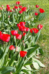 Blooming red tulips on green background in  the garden