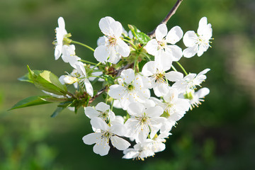 Close up of the blooming branch of the fruit tree. - Изображение