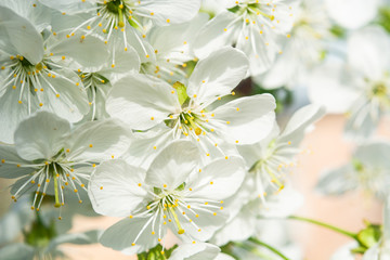 Cherry blossom close-up.