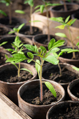 seedling of tomato in greenhouse.