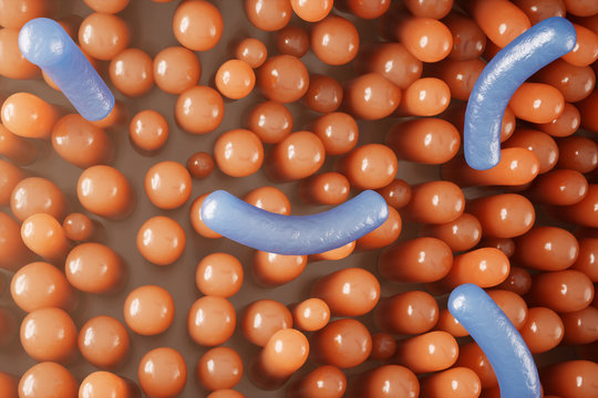 Intestinal villi, mucosa intestinal. Bacteria and microbes in intestines. Microscopic villi and capillary. Human intestine, chronic disease. Hepatitis viruses, influenza, cell infections, 3D Rendering