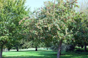 Crab apple tree full of ripe fruits in an orchard, England countryside on a summer day .