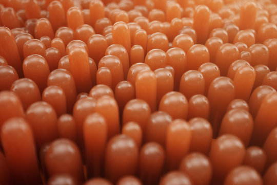 3D Rendering close-up Intestinal villi. Intestine lining. Microscopic villi and capillary. Human intestine. Concept of a healthy or diseased intestine.